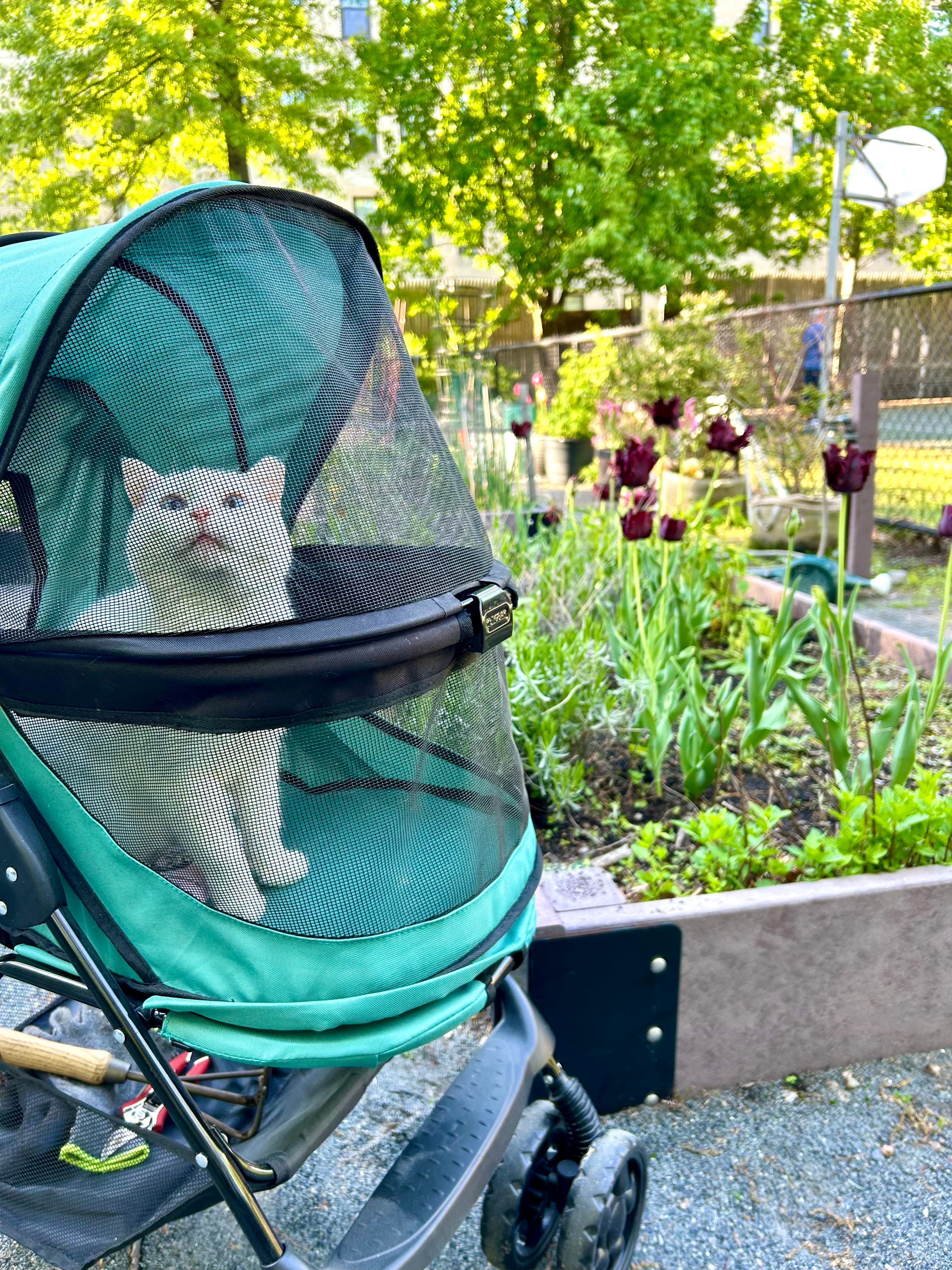 Kailey Bennett's cat at the Brookline community garden